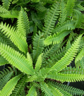 Blechnum spicant